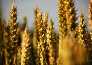 grano ucraino