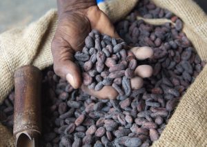 industria del cacao
