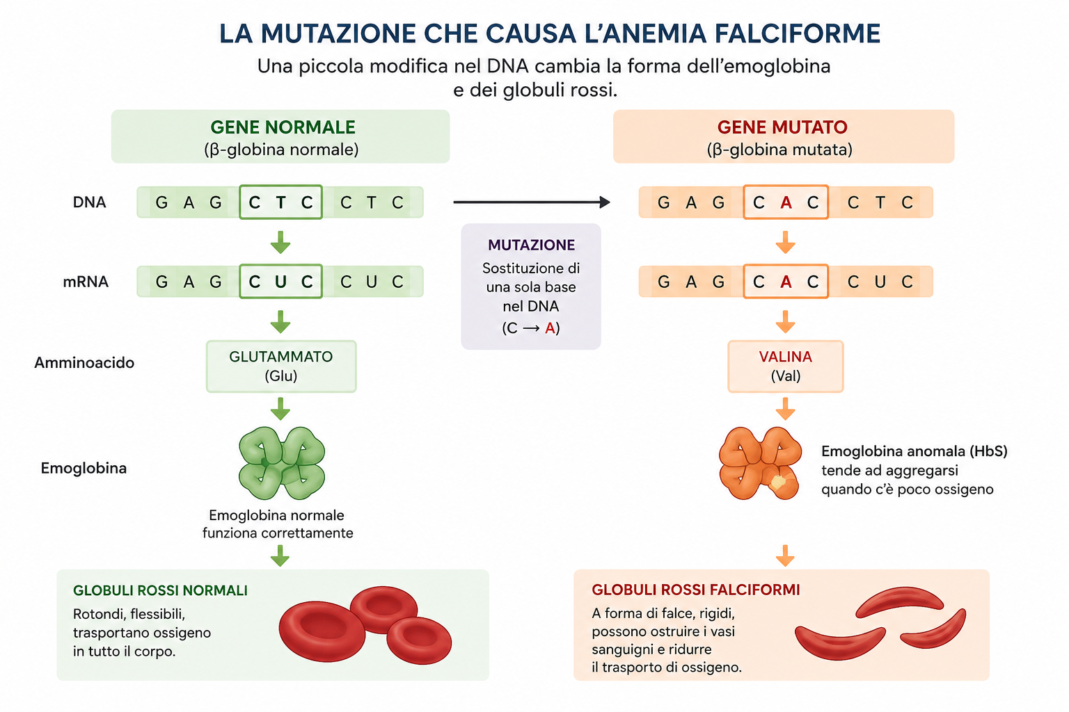 immagine sull'anemia falciforme creata con Chat GPT